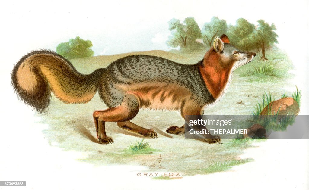 Grey fox lithograph 1897