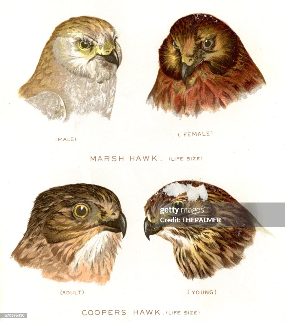 Marsh and Cooper hawk birds lithograph 1897