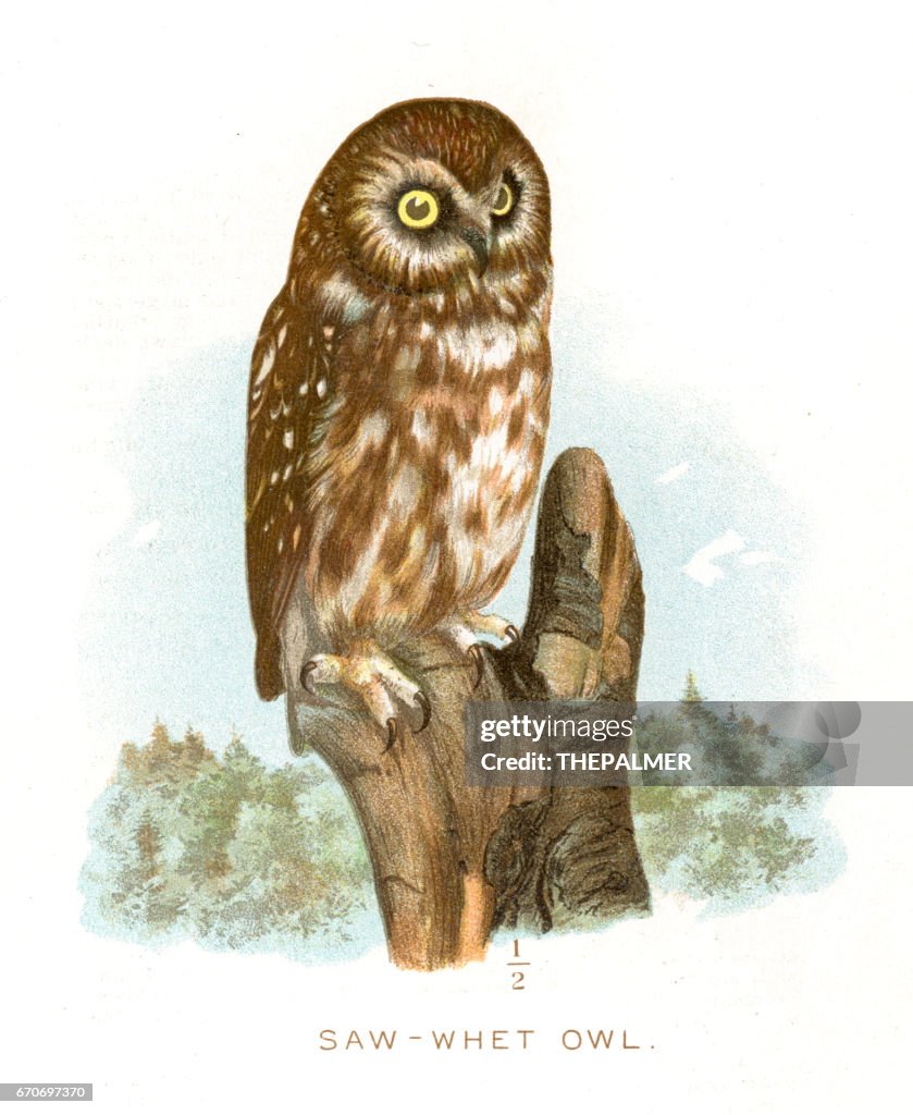Saw-whet owl lithograph 1897