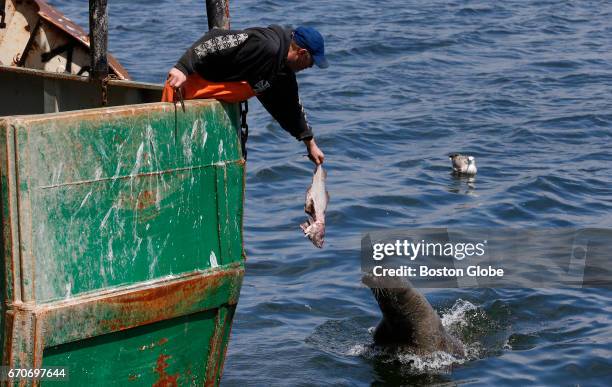 Fisherman holds out a fish for a seal off of a boat owned by Carlos Rafael at Whaling City Seafood Display Auction in New Bedford, MA on Apr. 19,...