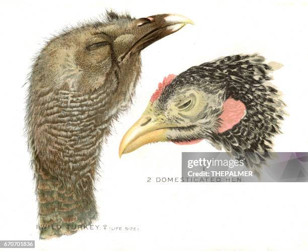 wild turkey and hen lithograph 1897 - hen turkey stock illustrations