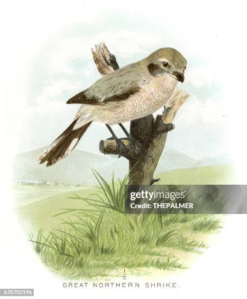 great northern shrike lithograph 1897 - shrike stock illustrations