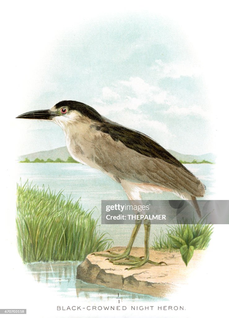 Black crowned night heron lithograph 1897