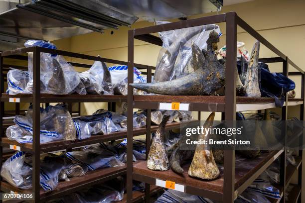 Images from inside the illegal Rhino Horn storage locker inside Namibia's Ministry of the Environment and Tourism. These horns have been collected...