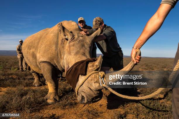 Four pairs of Cow and calf rhinos are captured and moved into transport for relocation to a more secure facility. This is the last of 27 Rhino that...