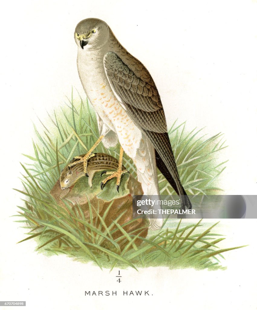 Marsh hawk lithografie 1897