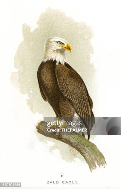 bald eagle lithograph 1897 - lithograph stock illustrations