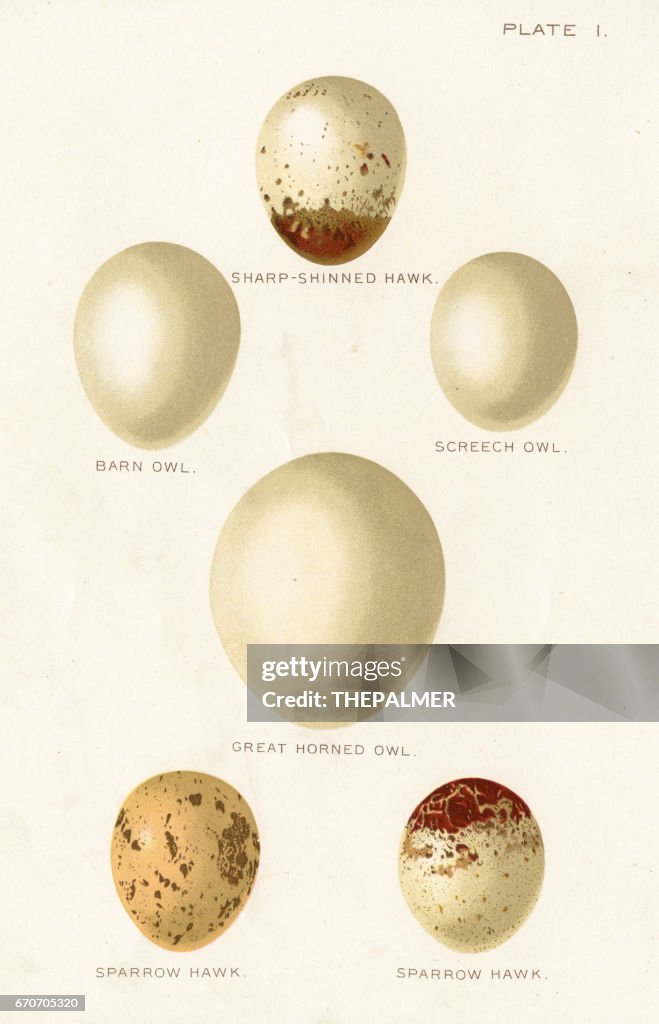 Litografía sobre huevos de aves 1897