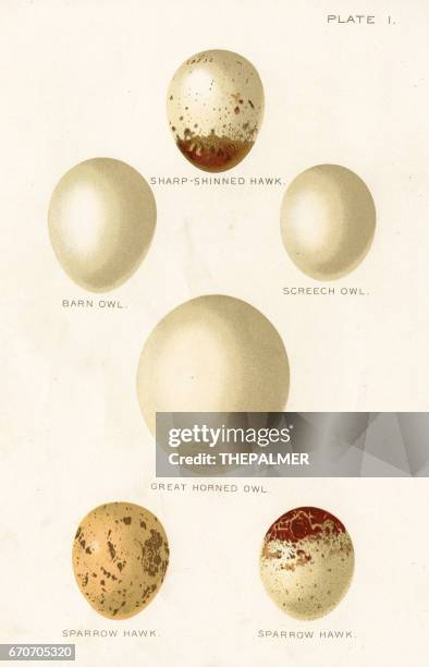 birds eggs lithograph 1897 - great horned owl stock illustrations