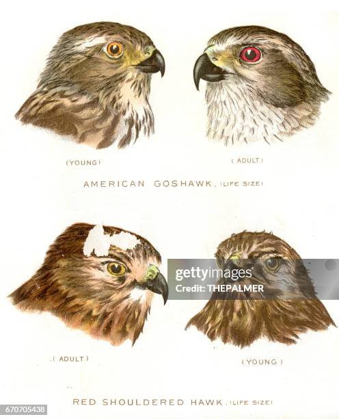 american goshawk bird lithograph 1897 - red shouldered hawk stock illustrations