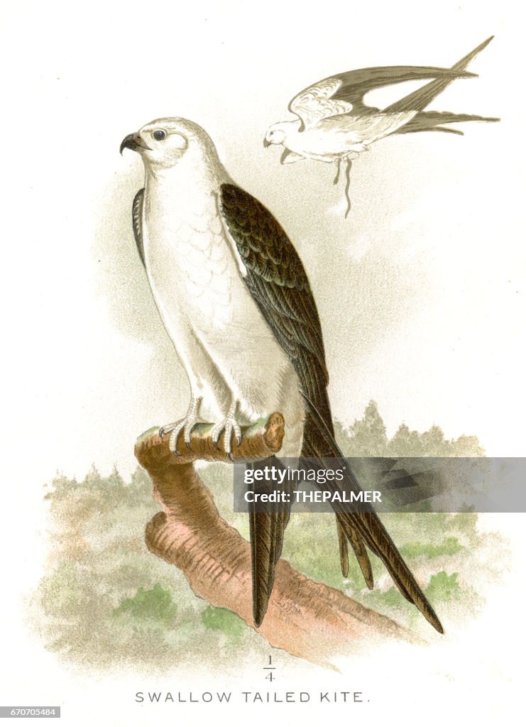 Swallow tailed kite lithograph 1897