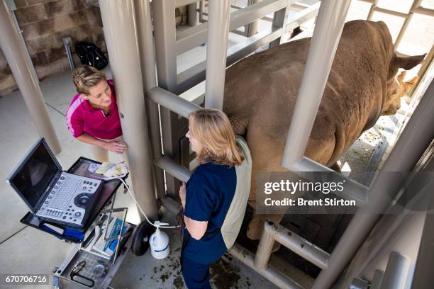 Dr Barbara Durrant, the Henshaw Chair and Director of Reproductive Physiology at the San Diego Zoo Institute for Conservation Research, performs an...