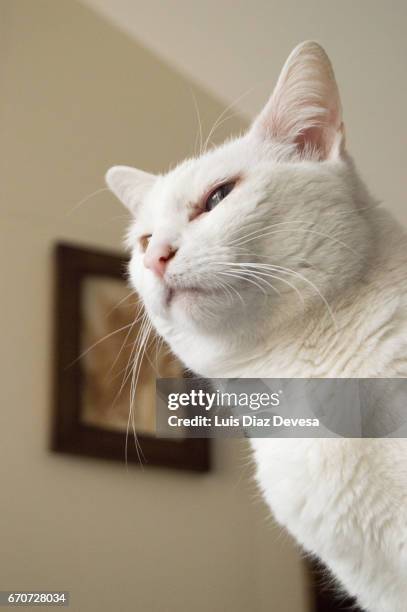 white cat portrait - heterochromatin stock pictures, royalty-free photos & images