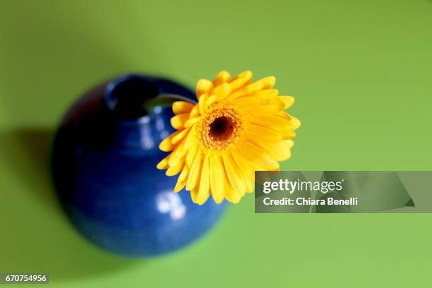 yellow flower - cerchio stock pictures, royalty-free photos & images