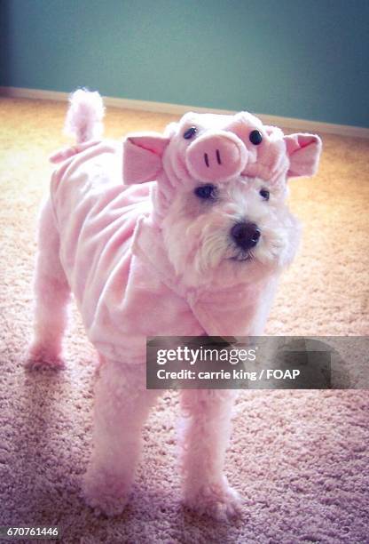 dog wearing pink dress - el mirage stock pictures, royalty-free photos & images