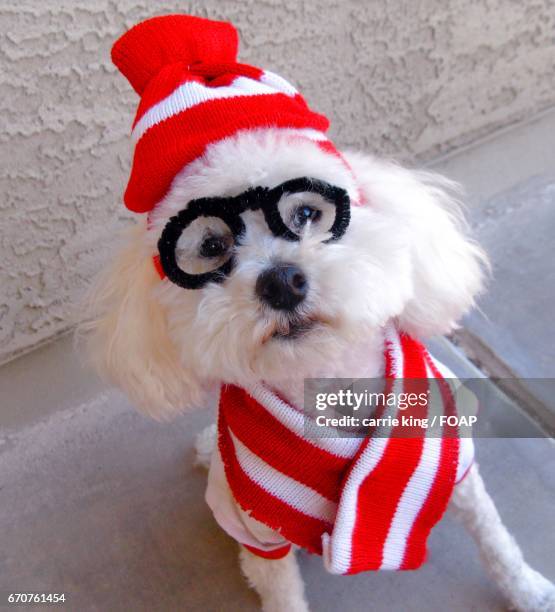 high angle view of a dog - el mirage photos et images de collection