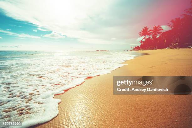 kokospalmen en turkooizen indische oceaan - goud strand stockfoto's en -beelden