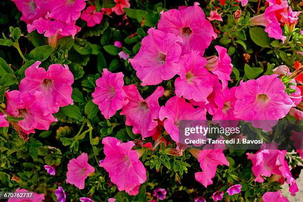 flowers in chatteris - bavosi in cambridgeshire stock pictures, royalty-free photos & images