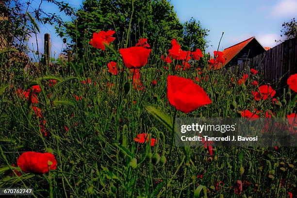 tulips in field - bavosi in cambridgeshire stock pictures, royalty-free photos & images