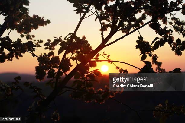 sunset in the forest - bellezza naturale stock pictures, royalty-free photos & images