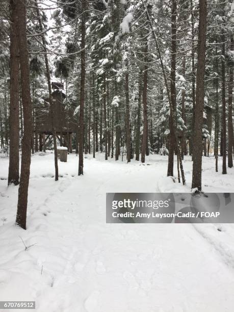 snow covered footpath passing through forest - amy freeze bildbanksfoton och bilder