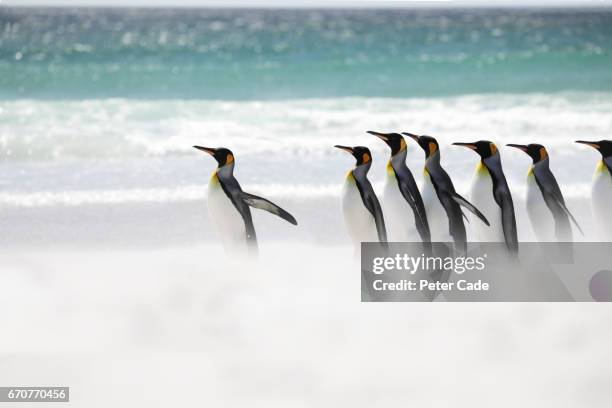 king penguins running into sea - animal cooperation stock pictures, royalty-free photos & images