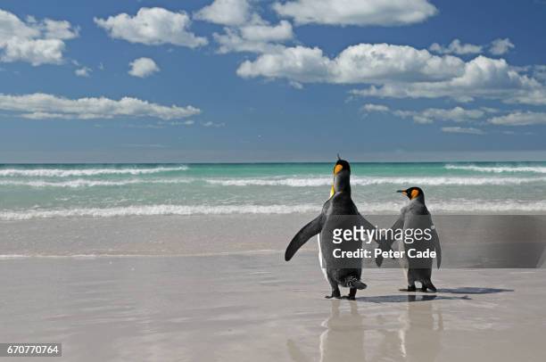 two king penguins on beach - falklandinseln stock-fotos und bilder