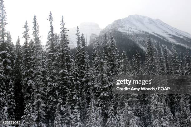 snow covered trees and mountains - amy freeze bildbanksfoton och bilder