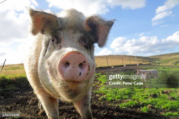 large white pig in field - piggy stock pictures, royalty-free photos & images