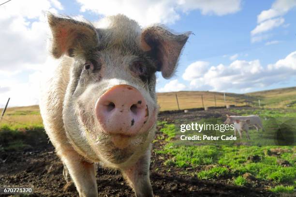 large white pig in field - porco imagens e fotografias de stock