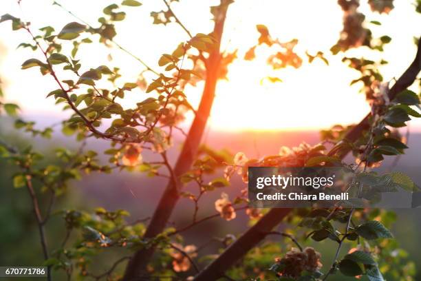 spring sunset - bellezza naturale 個照片及圖片檔