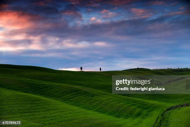 i due cipressi - albero sempreverde stock-fotos und bilder