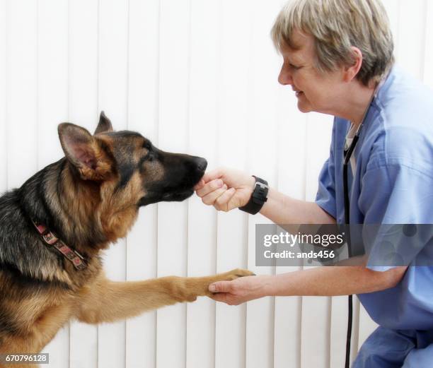 german shepherd pup giving female vet her paw - dog greeting stock pictures, royalty-free photos & images