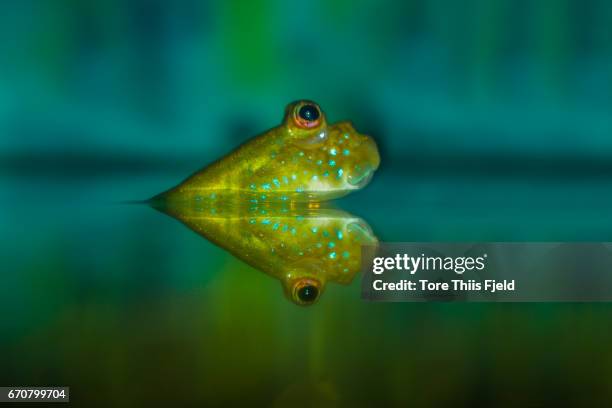 mudskipper - trimma okinawae stock pictures, royalty-free photos & images
