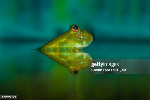mudskipper - goby fish stock pictures, royalty-free photos & images