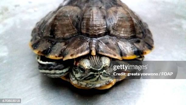 Shell Of Tortoise 161 Tortoise Shell Top View Stock Photos, High-Res Pictures, and Images ...