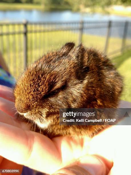 a person holding guinea pig - kelli campbell stockfoto's en -beelden