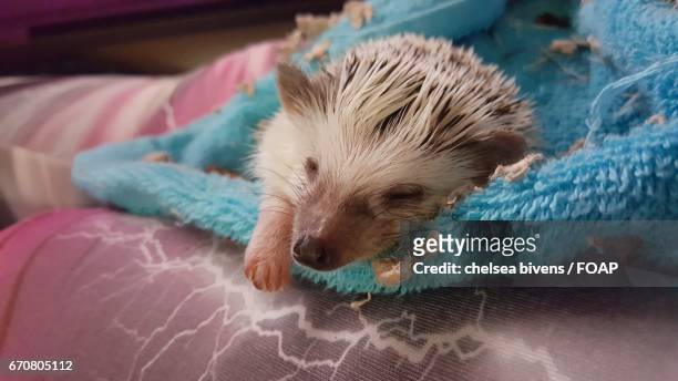 young baby hedgehog sleeping on bed - baby porcupines stockfoto's en -beelden