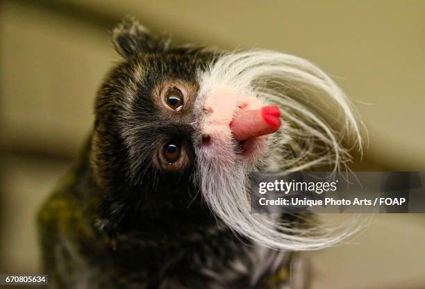 emperor tamarin sticking out tongue - moustached monkey stock pictures, royalty-free photos & images