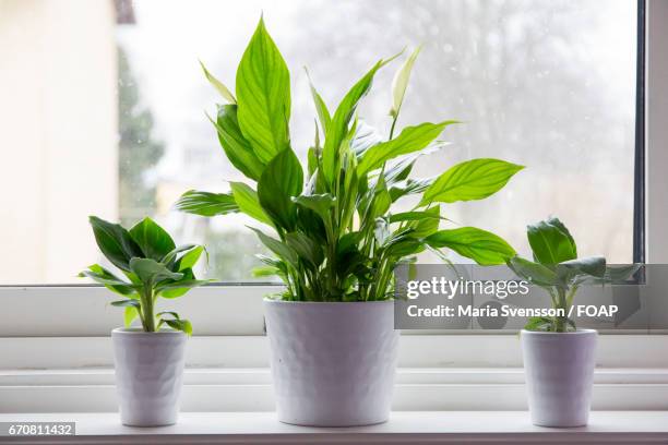 green house plants on window sill - close to stock pictures, royalty-free photos & images