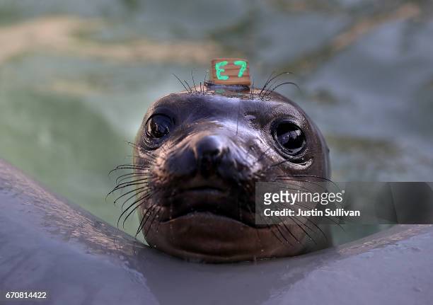 An Elephant Seal pup sits in a pool at the Marine Mammal Center on April 20, 2017 in Sausalito, California. The Marine Mammal center has seen a surge...