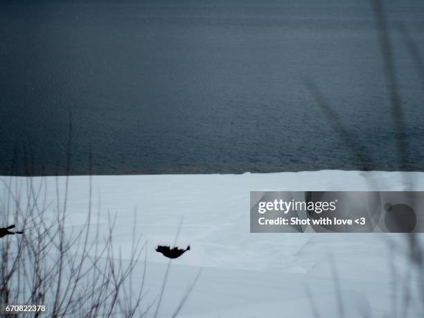 aprilschnee 12 - kandersteg stock pictures, royalty-free photos & images