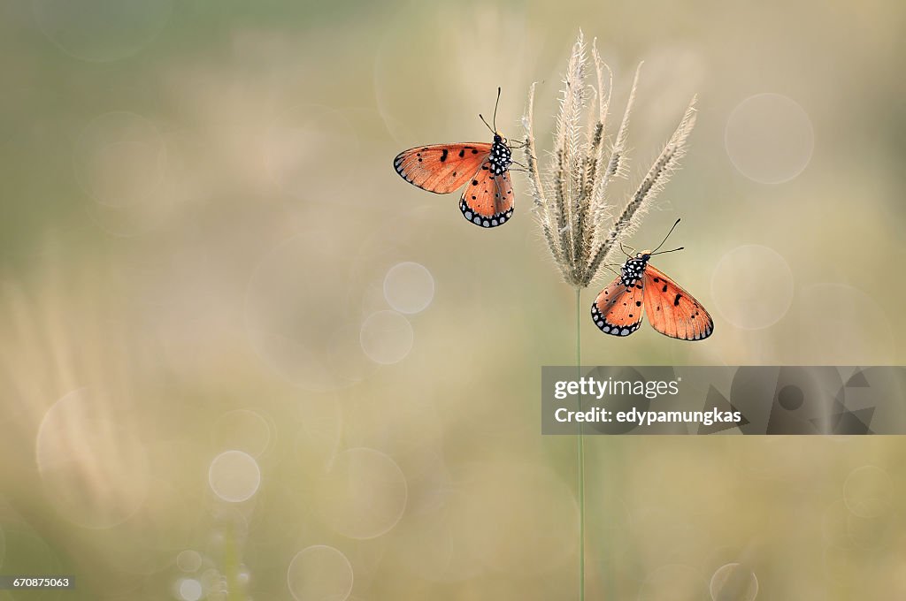 Two butterflies on grass, Jombang, East Java, Indonesia