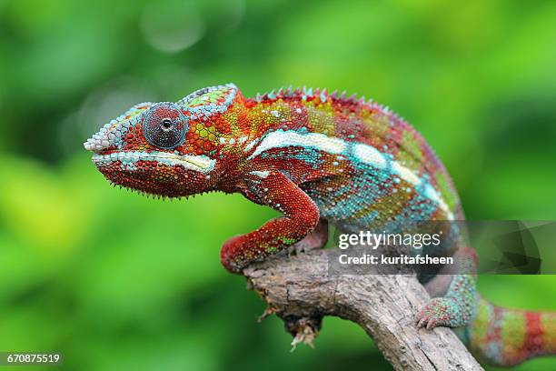 multi-colored chameleon sitting on branch, indonesia - camaleon stock-fotos und bilder