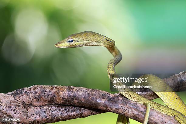 tree snake, indonesia - tree snake stock pictures, royalty-free photos & images