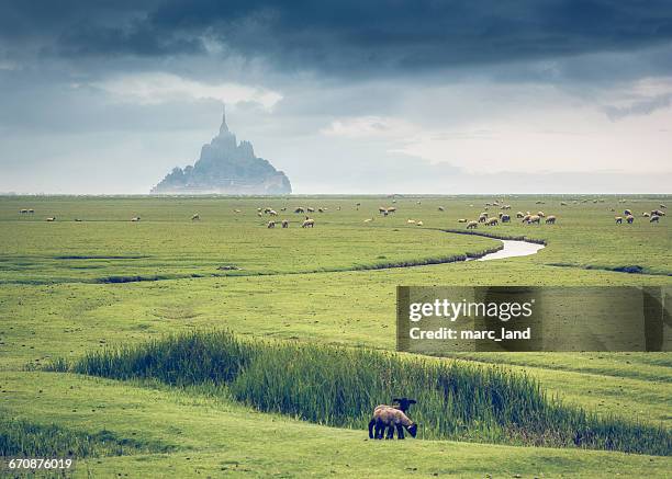 sheep in field in front of mont saint-michel, normandy, france - normandy - fotografias e filmes do acervo