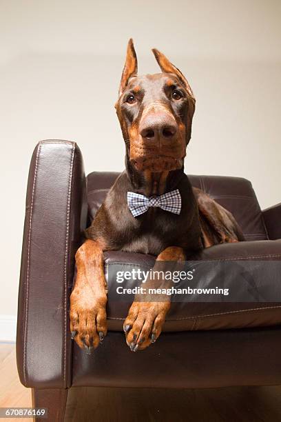 red warlock doberman pinscher dog sitting on leather chair - red warlock doberman pinscher stock pictures, royalty-free photos & images