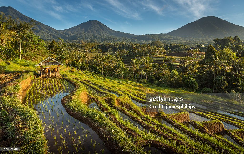 Jatiluwih rice terrace, Bali, Indonesia