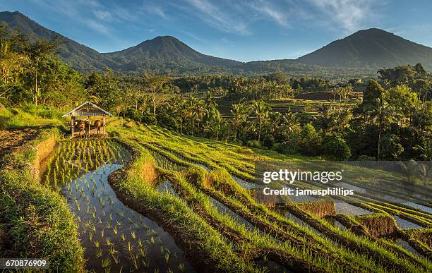 jatiluwih rice terrace, bali, indonesia - jatiluwih rice terraces stock pictures, royalty-free photos & images