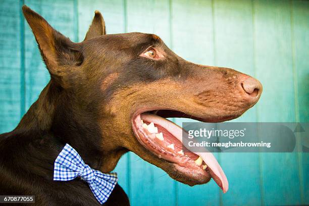 portrait of a red warlock doberman pinscher dog - red warlock doberman pinscher stock pictures, royalty-free photos & images